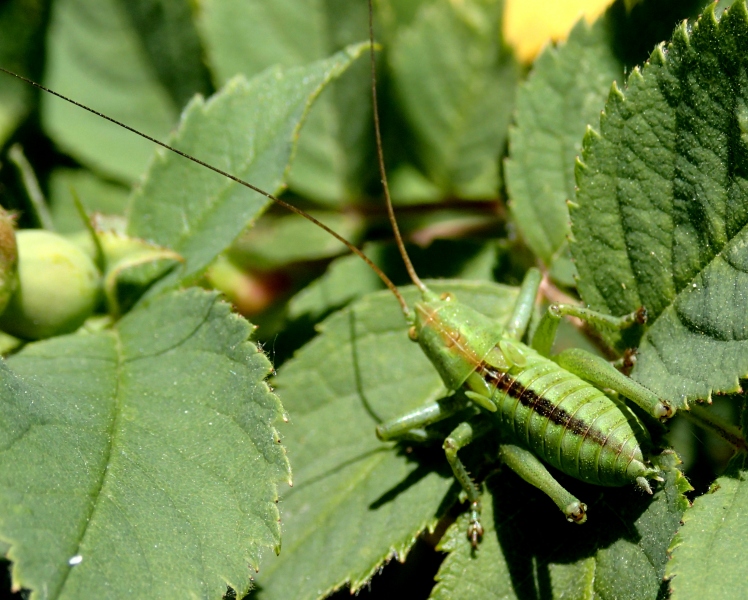 Phaneropteridae? No, Tettigoniidae: giovane Tettigonia sp.